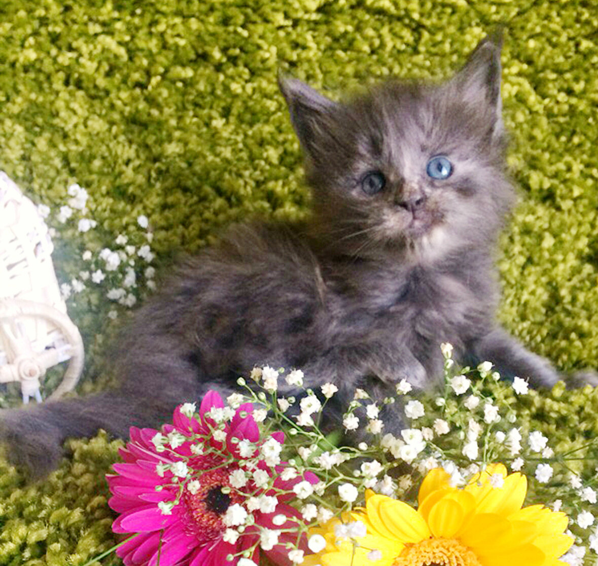 Фото котёнка из питомника Adamand-coon