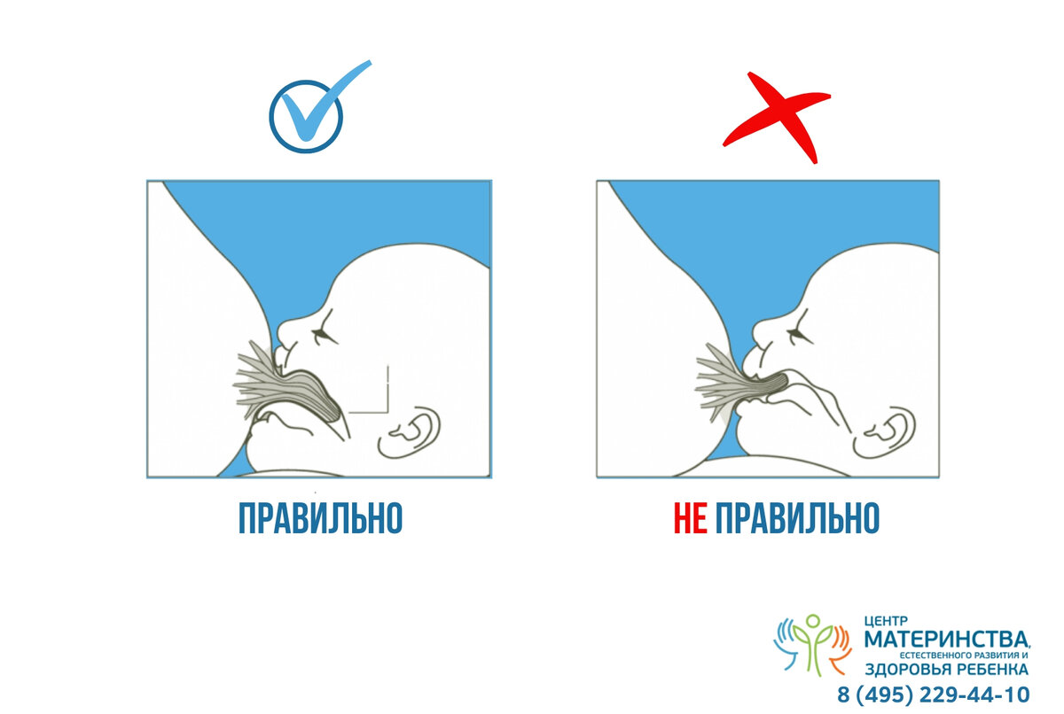 Как часто прикладывают новорожденного