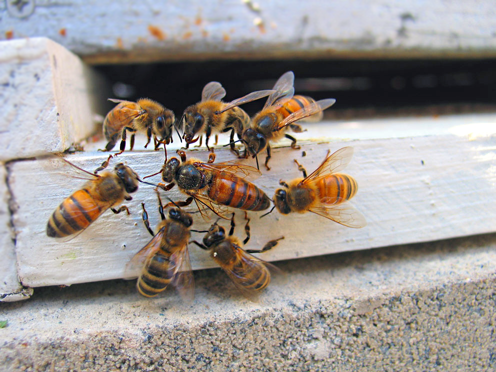 Пчелы челябинская область. Пчелы. Пчелы в улье. Пчелы около улья. Пчела фото.