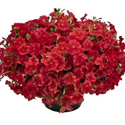  Петуния ампельная Саксесс Coral. Самая ранняя серия для цветочной индустрии - зацветает на 7 дней раньше конкурентов. Выравненность серии по сроку цветения и характеру роста.  Ссылка на изображение