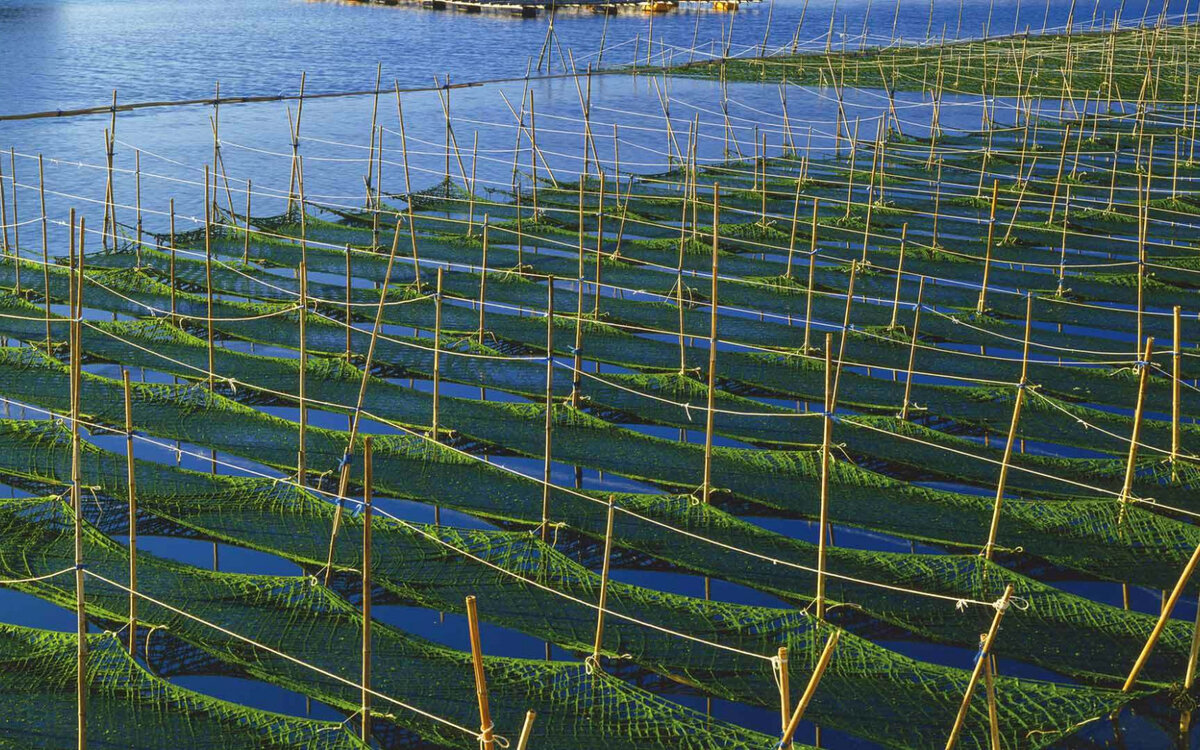плантации водорослей в черном море. плантации ламинарии. ферма спирулины. аквакультура водорослей. ферма ламинарий.
