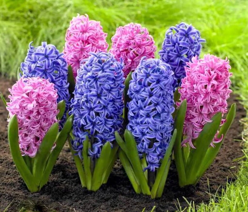 немножко гиацинтов для отдыха глаз.