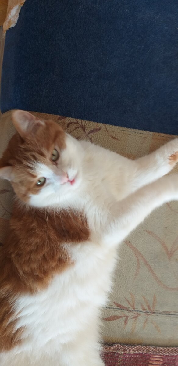 Интересно, у кота есть личность?😁