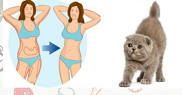 «Кошачья растяжка»: Обезжиривание организма и похудение (2 минуты в день)