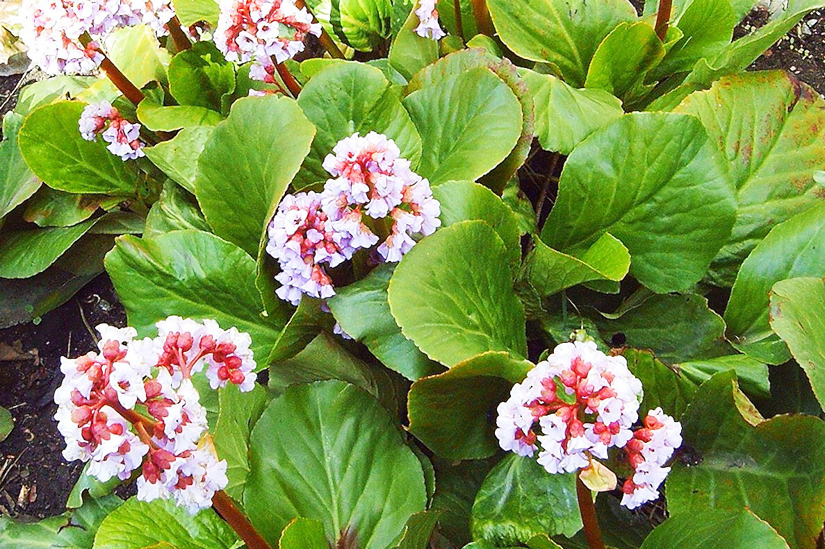 Цветущий бадан
