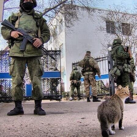 «Такое ощущение, что они котов, а не русских спасали», – из крымских сетей