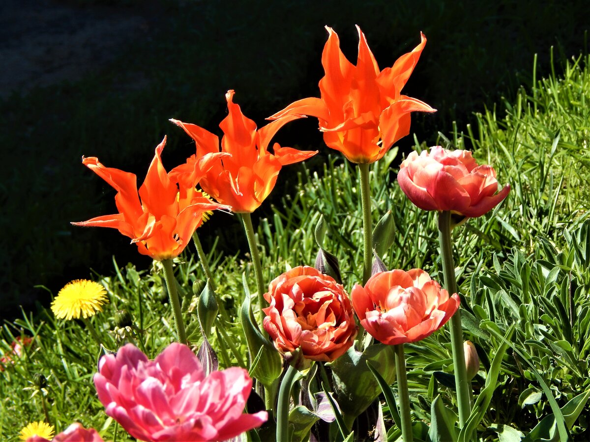 Ригас Баррикадес. Очень крупный цветок, алый, лепестки необычной, удлиненной формы, причудливо изогнуты, похожи на маленькое пламя, листва темно-зеленая с бронзовыми полосками. Размер цветка в диаметре более 20см