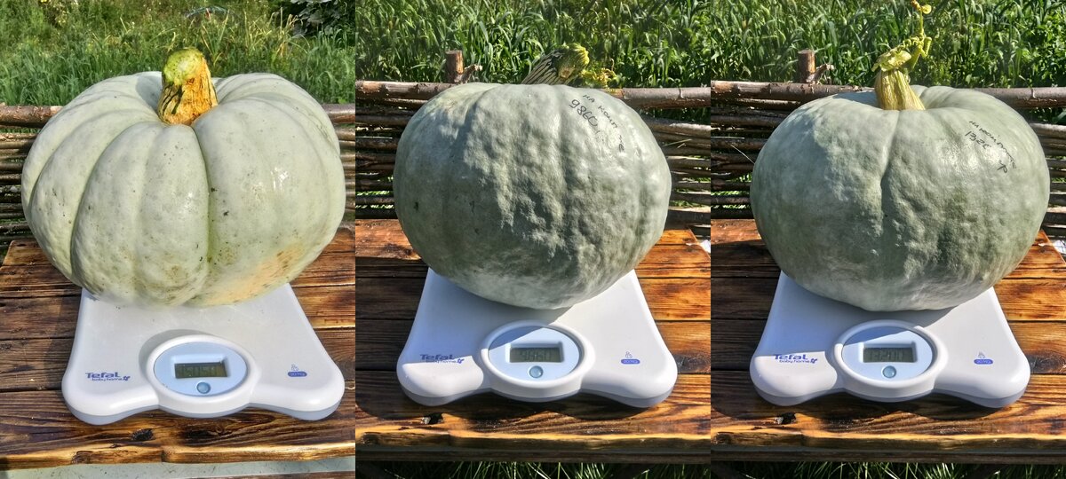 К осени 2018 там выросло 3 очень крупные тыквы: 15 кг, 13 кг и 9 кг.