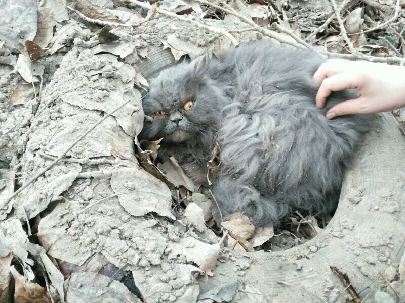 Фото: PP.USERAPI.COM