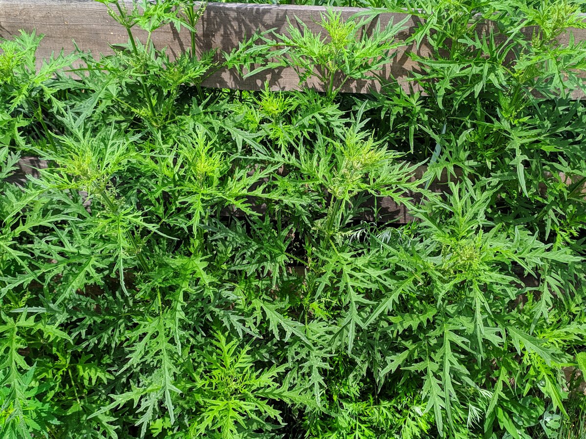 Этот вид крапивы жалит особенно сильно