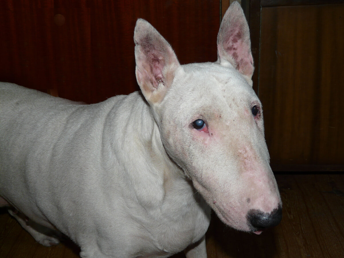 Страшная порода собак бультерьер альбинос