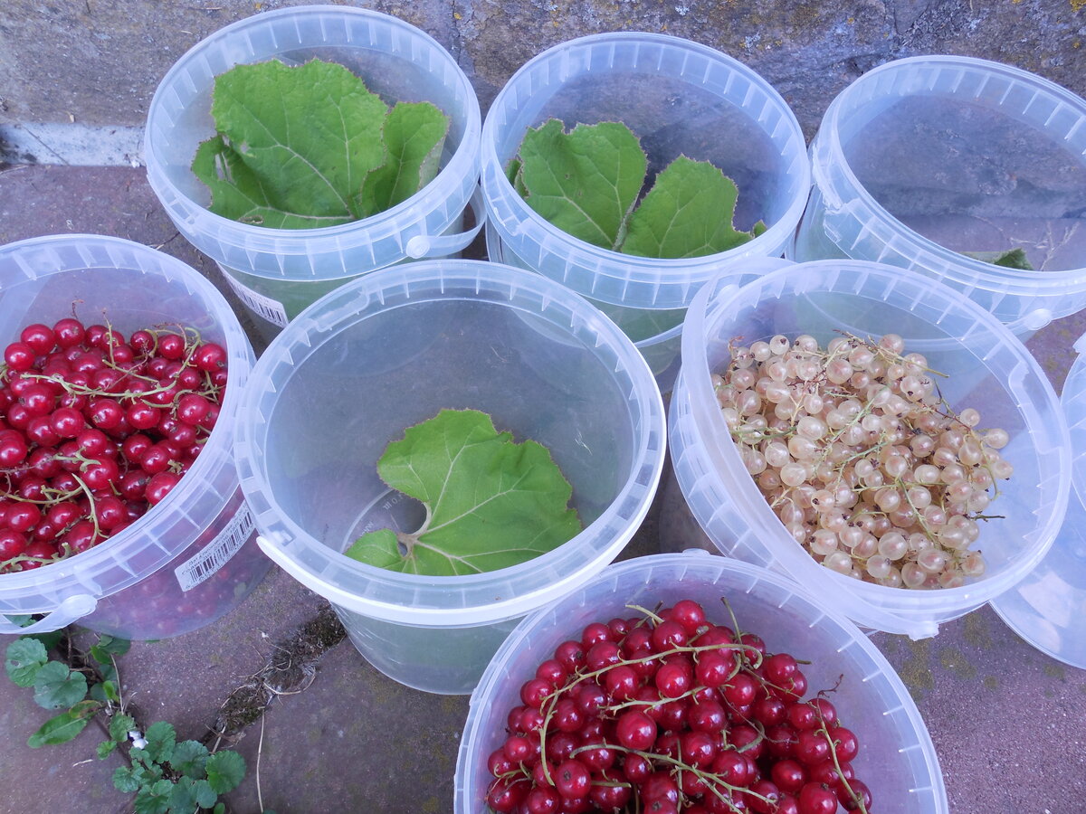 В таких пластиковых ёмкостях удобно возить разные ягоды. А ещё эти ёмкости удобно хранить, т.к. они легко вставляются одна в другую и поэтому не занимают много места 