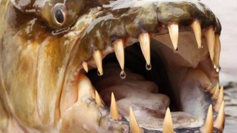 Все знают, на что способны маленькие кровожадные пираньи. А если увеличить размер этих рыбок в пятьдесят раз? Получится монстр, которого недавно выловил один рыбак в Африке. 
Громадная убийца именуется мбенгой. Длина создания может достигать 1,5 метра, а вес может доходить до отметки в 50 килограммов. Поймать рыбину вызвался ведущий одной телепередачи Джереми Уэйд. Об этом сообщает портал "Новости Планеты".