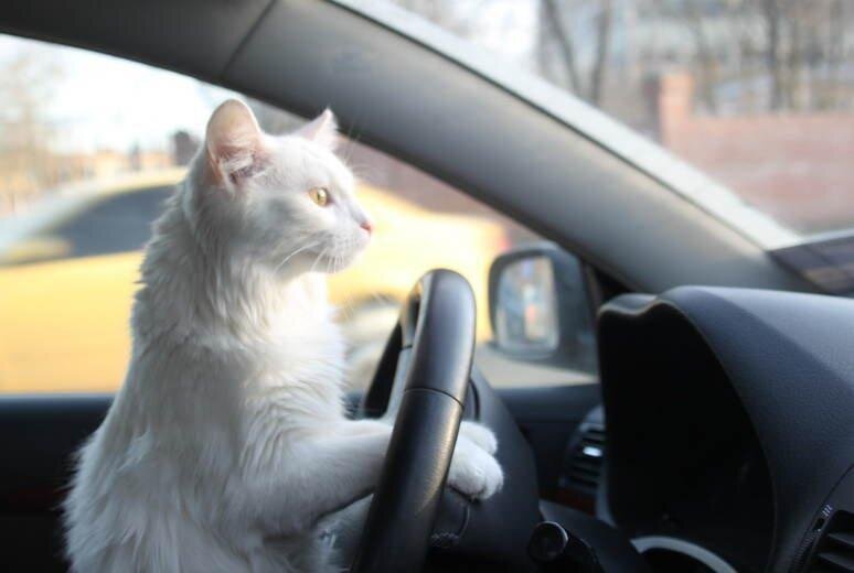 Еще бывают кошки-водители!