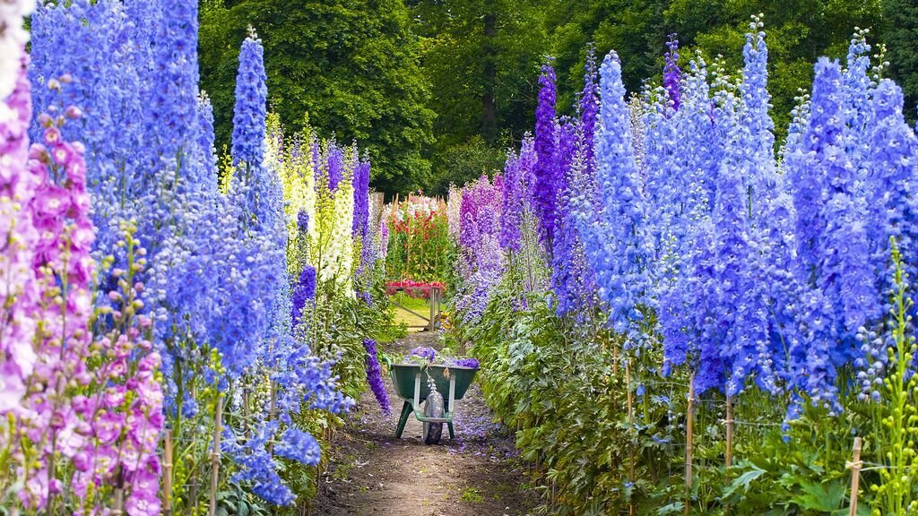 Борец (второе название Аконит)