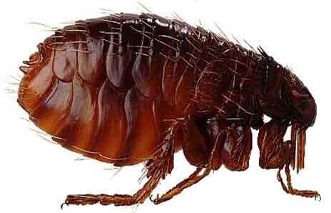 Внешний вид блохи.