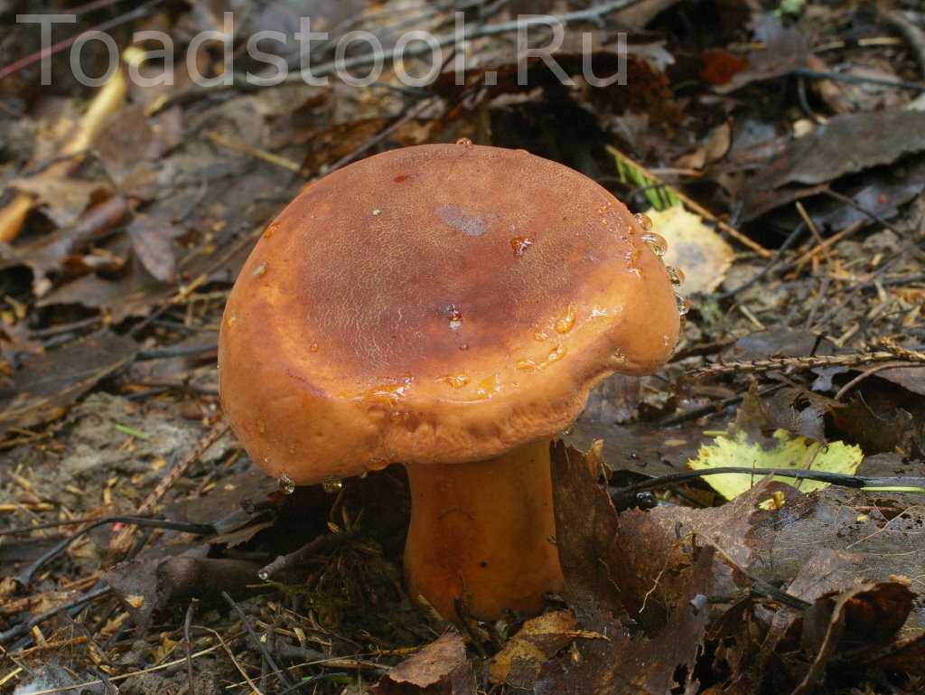 Этот экземпляр для красоты - он пересек черту, отделяющую ароматный гриб от пахучего (фото И.Лебединского)