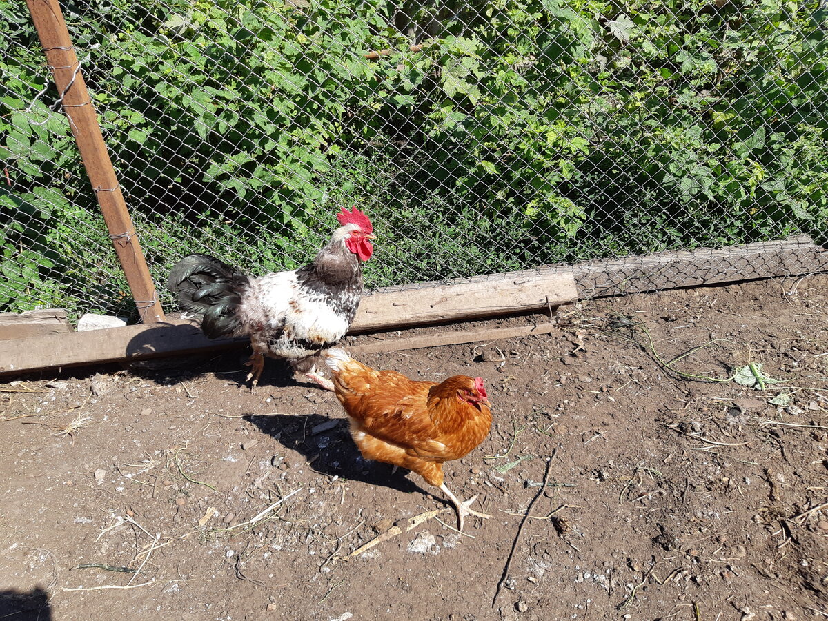 наш петушок