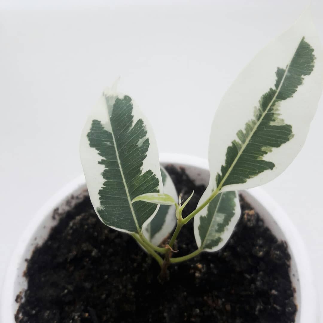 Фикус бенджамина