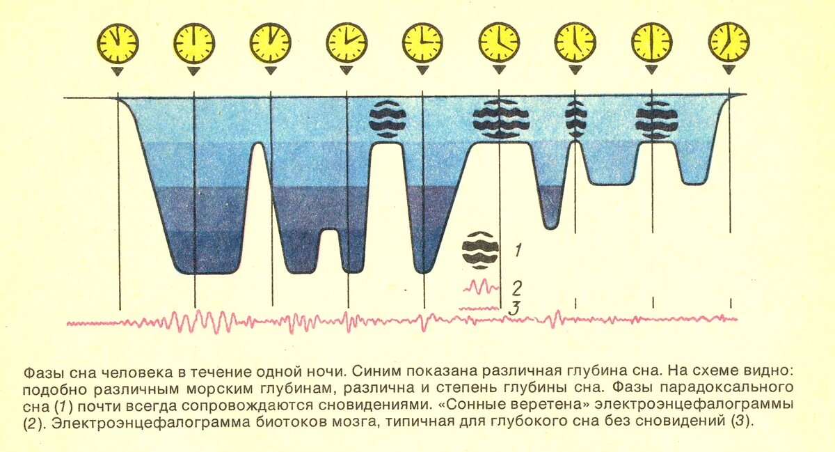 Как называется время сна. Фазы сна по продолжительности. Быстрая и медленная фаза сна схема. Фазы сна по часам график. Циклы сна быстрая фаза.