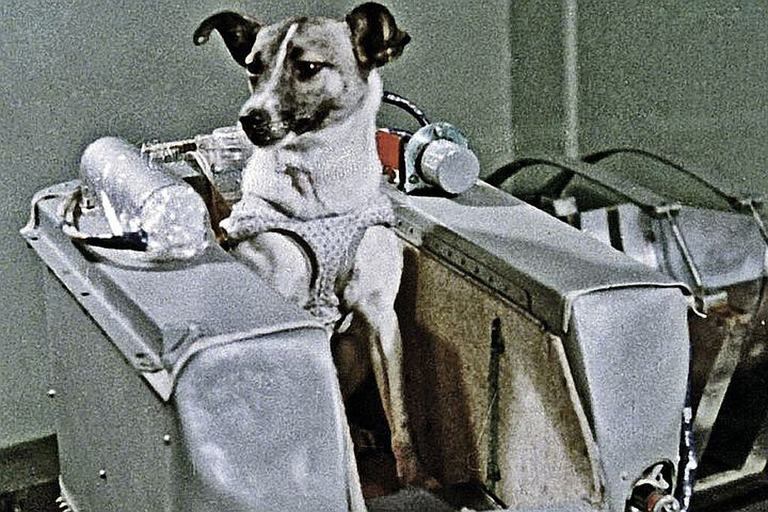 Первое животное космонавт. Лайка (собака-космонавт) 1957 г.. Собака космонавт лайка 1957 год. Лайка космонавт. Собака лайка в космосе.