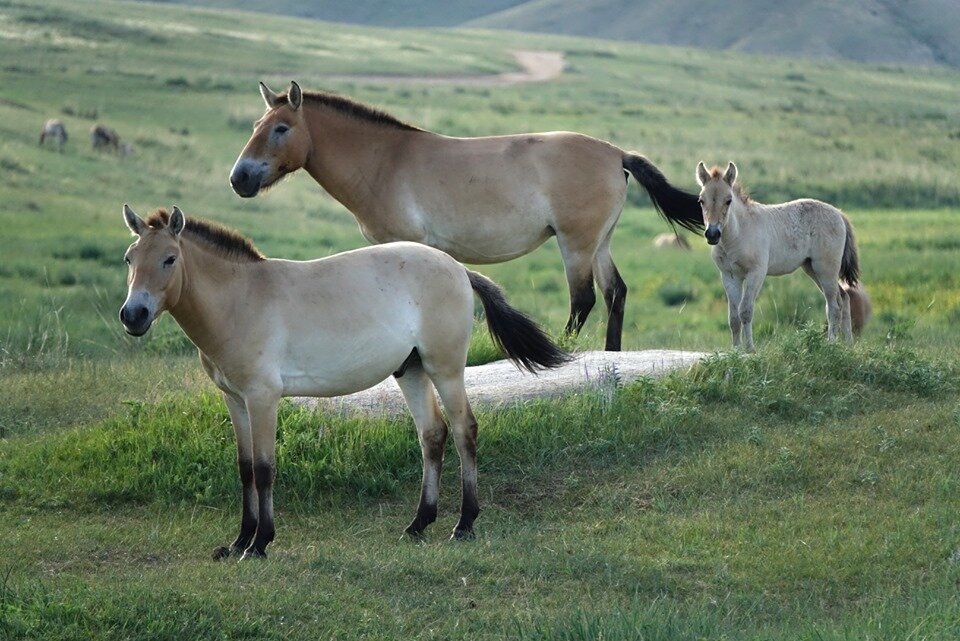 Пржевальский конь фото