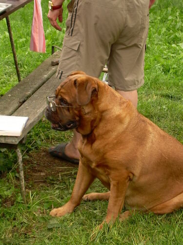 Женя читает детектив (бордосский дог друзей)