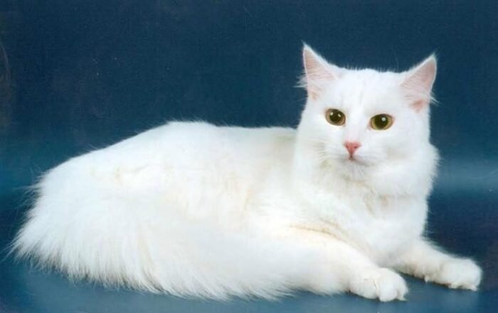Ангорская кошка