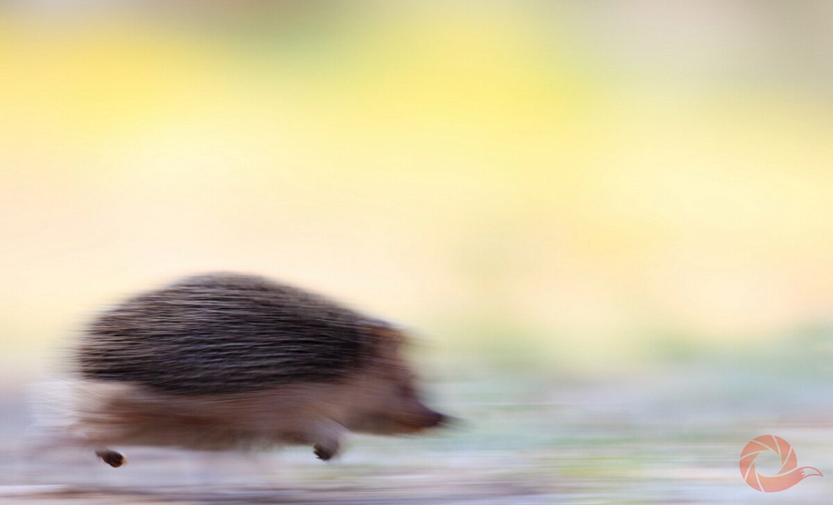 
Друзья! Торопитесь! Осталось около двух недель до окончания приема работ на VII Общероссийский фестиваль "Первозданная Россия"! Напоминаем, "Первозданная Россия" - не конкурс, а фестиваль. Мы ждем всех авторов, снимающих природу России. У всех есть равный шанс принять участие в выставке фестиваля в Гостином дворе с 17 января по 16 февраля! 

Поэтому не стоит сомневаться, присылайте скорее свои работы!

Убрать шасси!

Темы и критерии ищите здесь: http://fotocult.ru/about/fotocult2020/

Фото: Алексей Волков