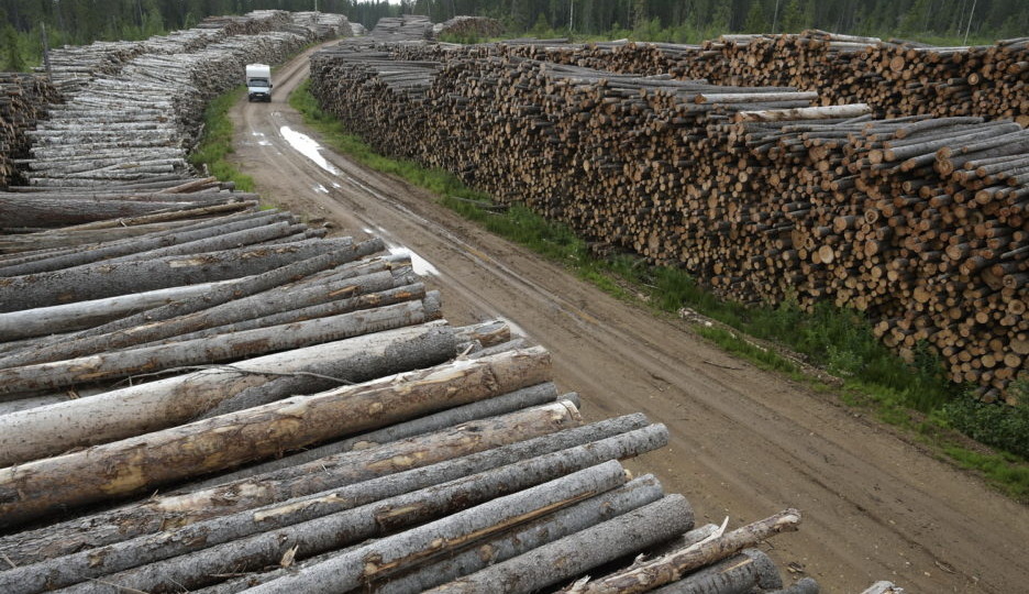 Что происходит с лесным хозяйством России?....