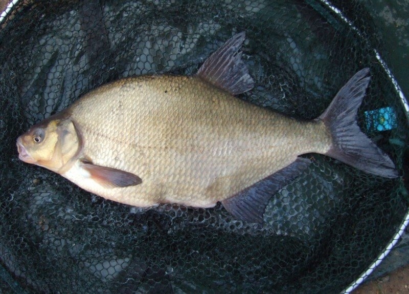 http://pawelfishing.eu/wp-content/gallery/irlandia/Bream7_02.jpg
