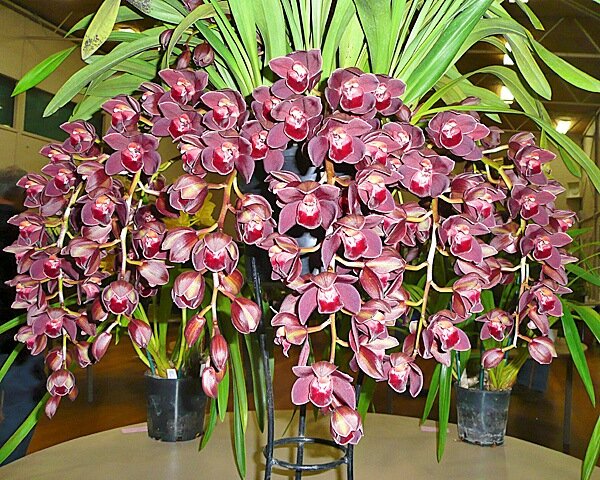 34 лучших вида комнатных орхидей с названиями | Легко и просто | Дзен