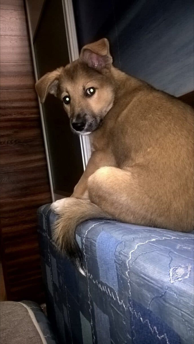 Ей хозяйка, что зыришь, глаза напузыришь?  