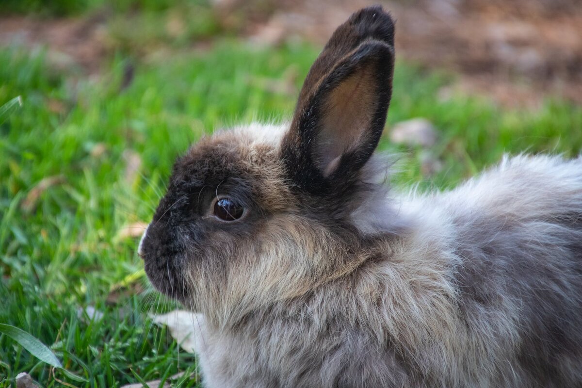 https://www.pexels.com/photo/shallow-focus-photography-of-gray-rabbit-1327599/