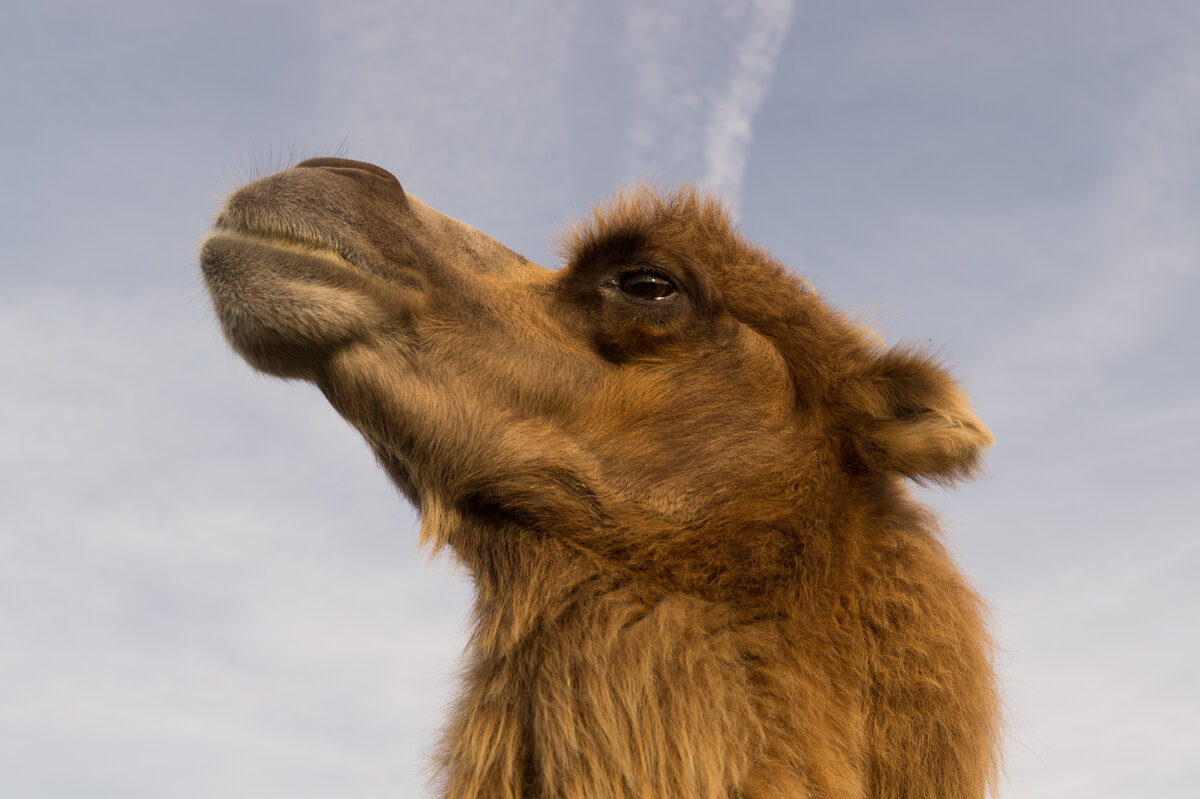 https://skitterphoto.com/photos/549/camel