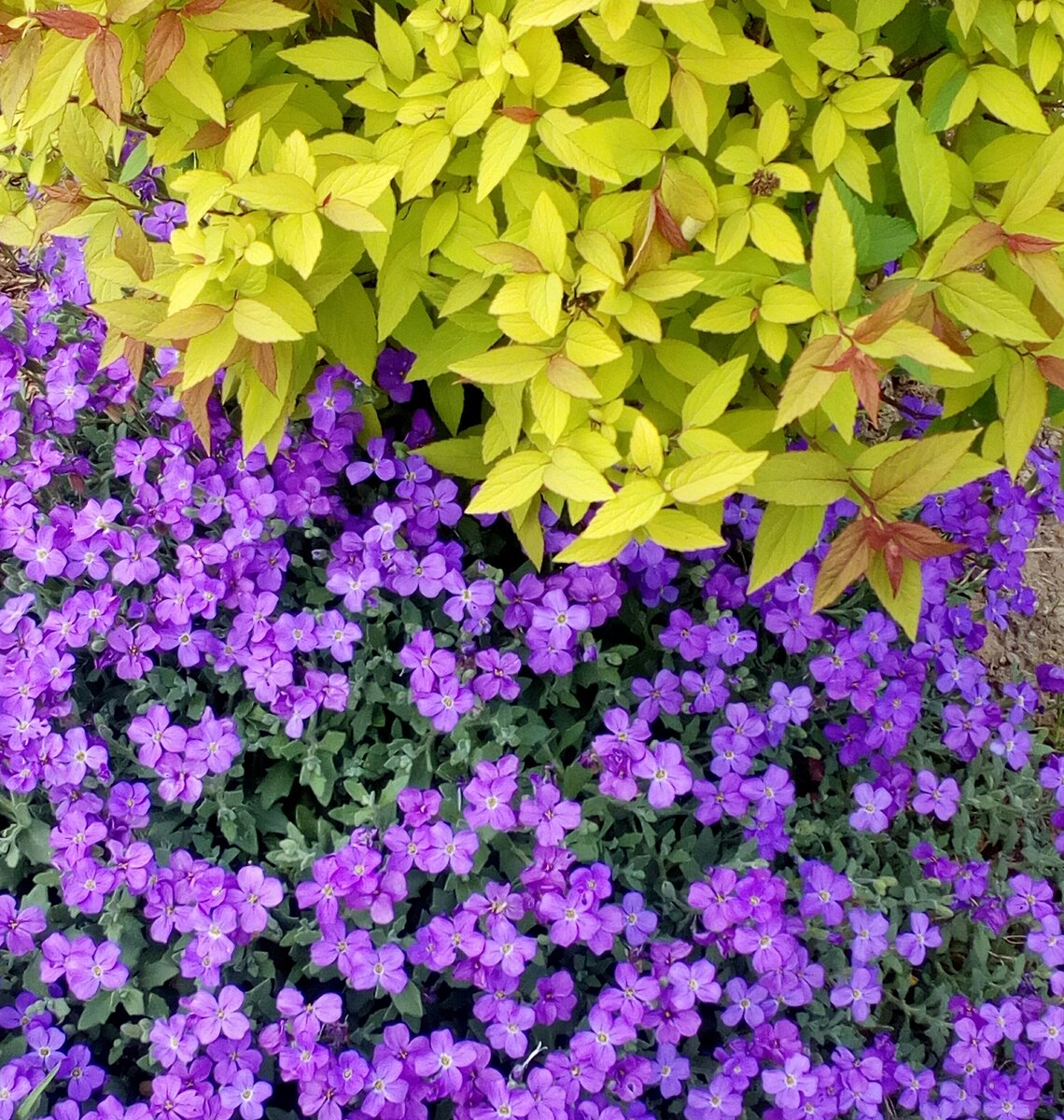 милые соседи