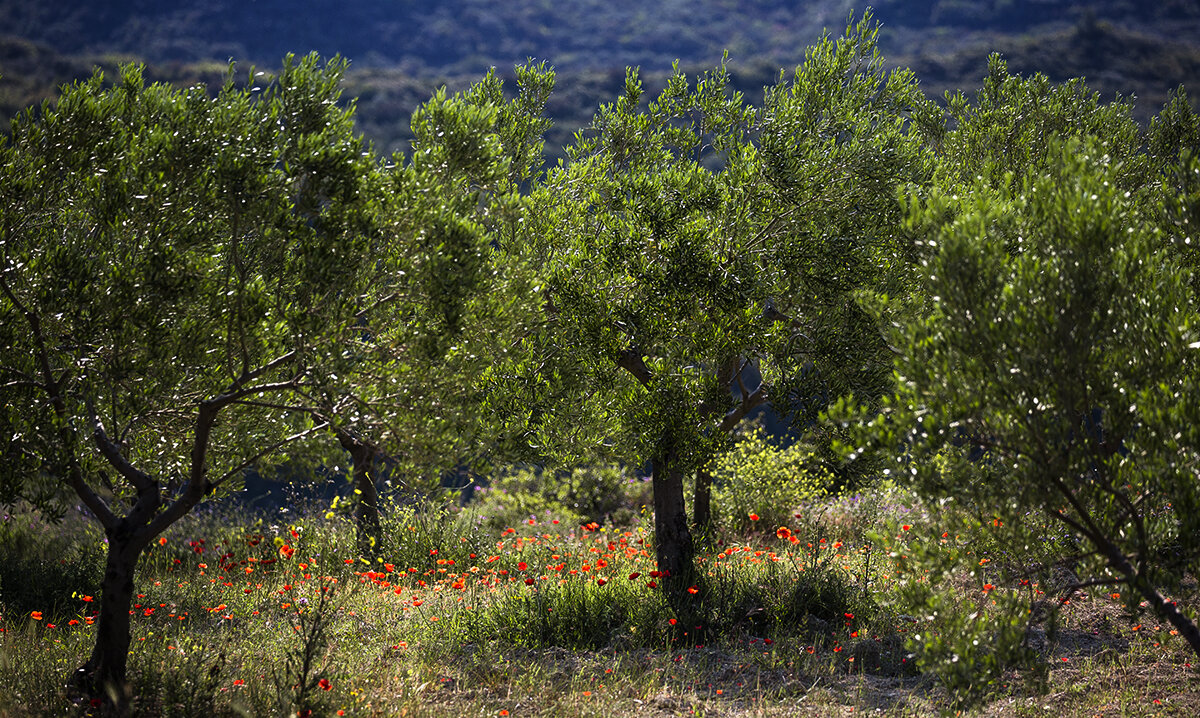 Poda olivo ornamental