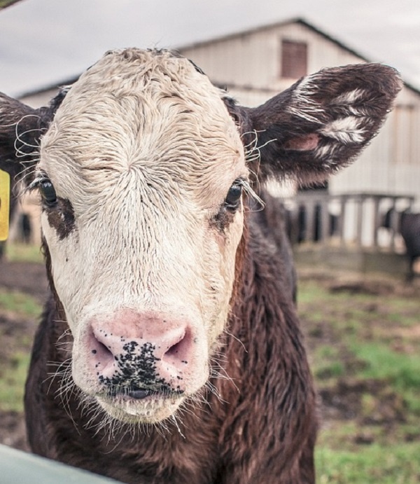 https://pixabay.com/photos/calf-cow-maverick-farm-animal-farm-362170/