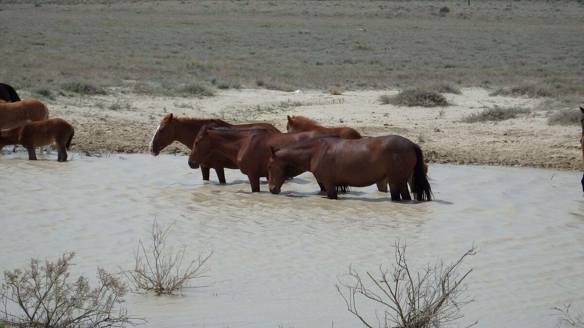 Лошади стоят в воде, т.к. овод кусает их в районе копыт.