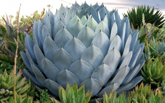 Голубая агава