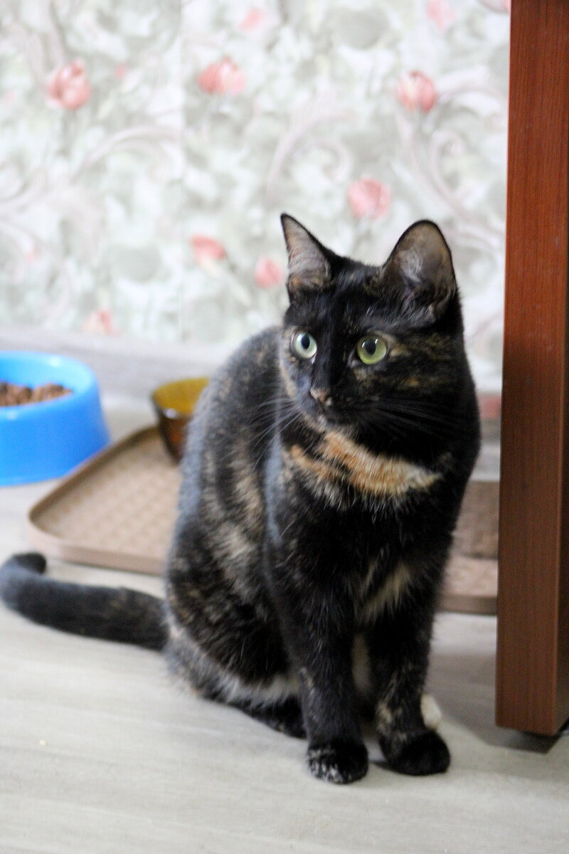 Кошка Тэффи из Банды Дворян