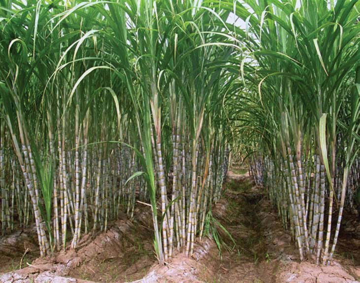 Бразилия сахарный тростник