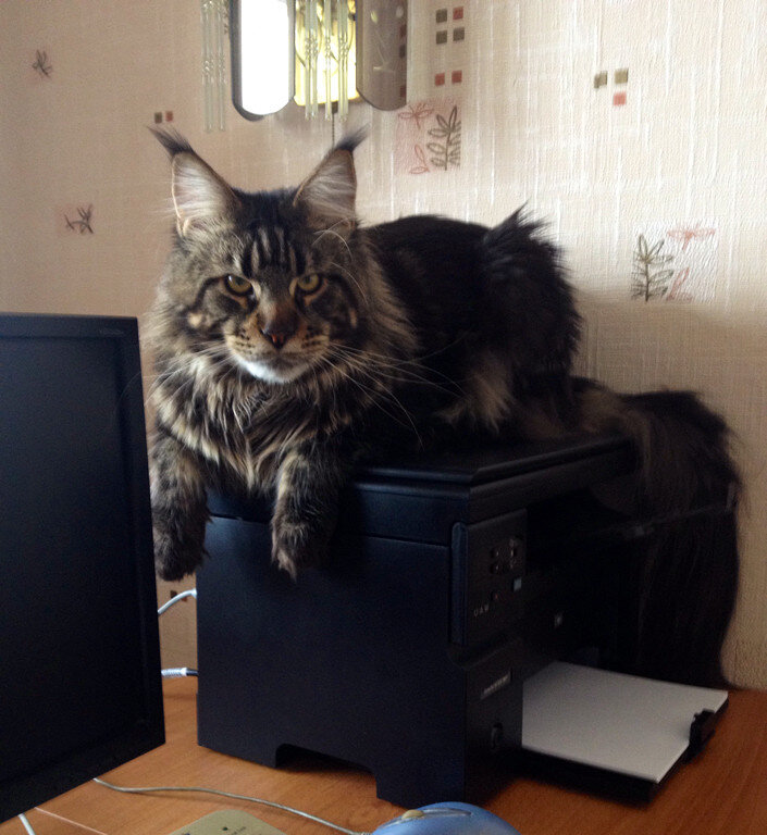 Самый важный кот