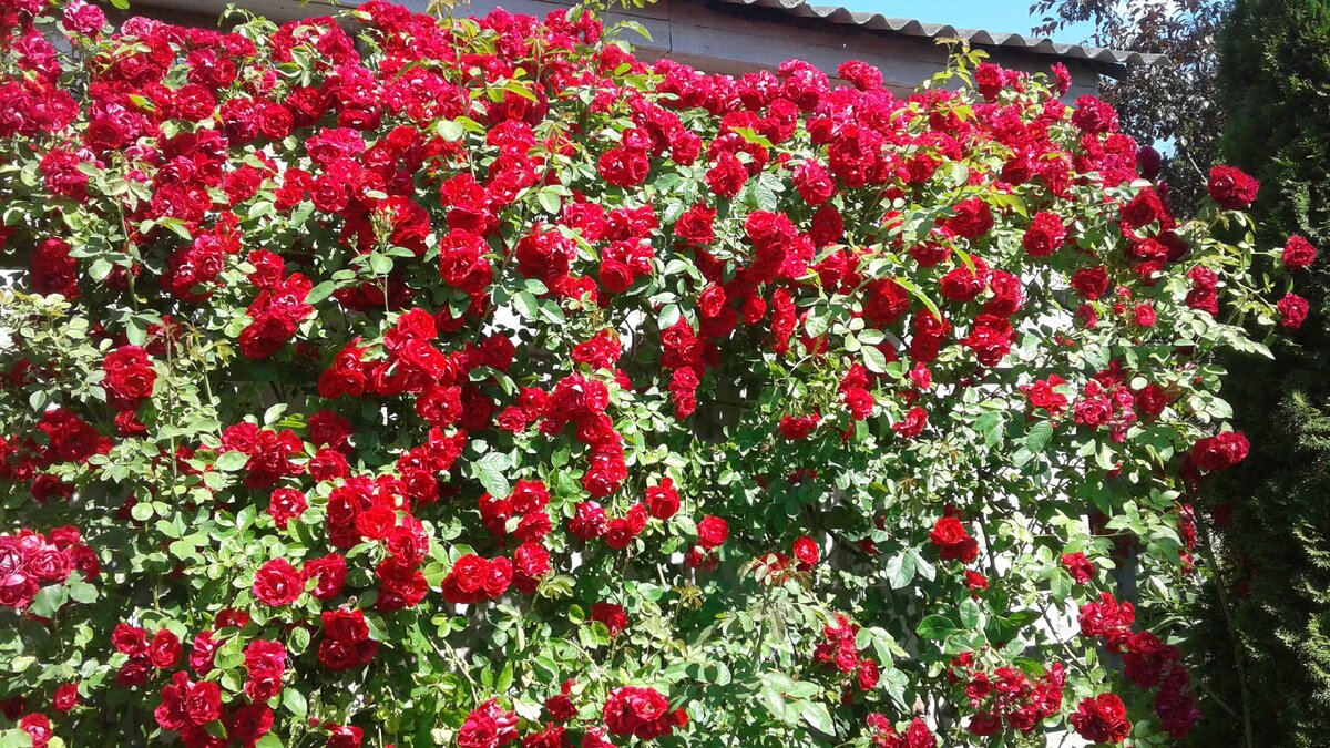Фото 1.   Наши плетистые розы с годами образовали высокую цветущую стену вдоль гаража