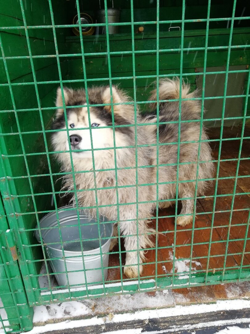 Приюты спб щенки. Собачий приют Вышний волочёк. Приют для собак. Приют для собак в Москве. Собачий приют.