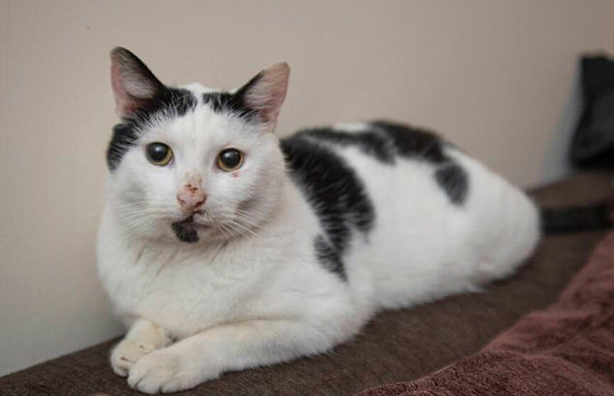 Кот Синди. Источник фото: Яндекс-картинки