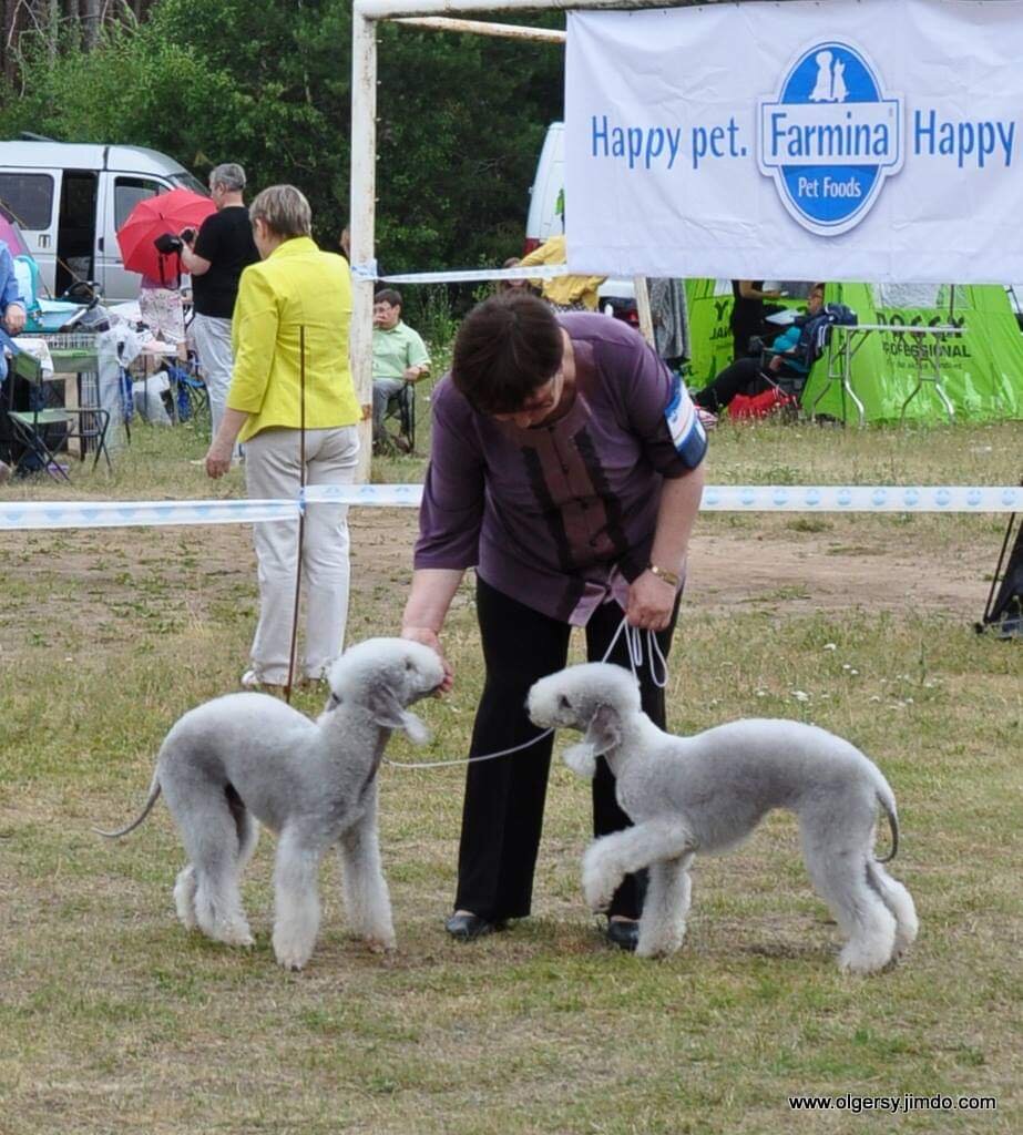 Бедлингтоны