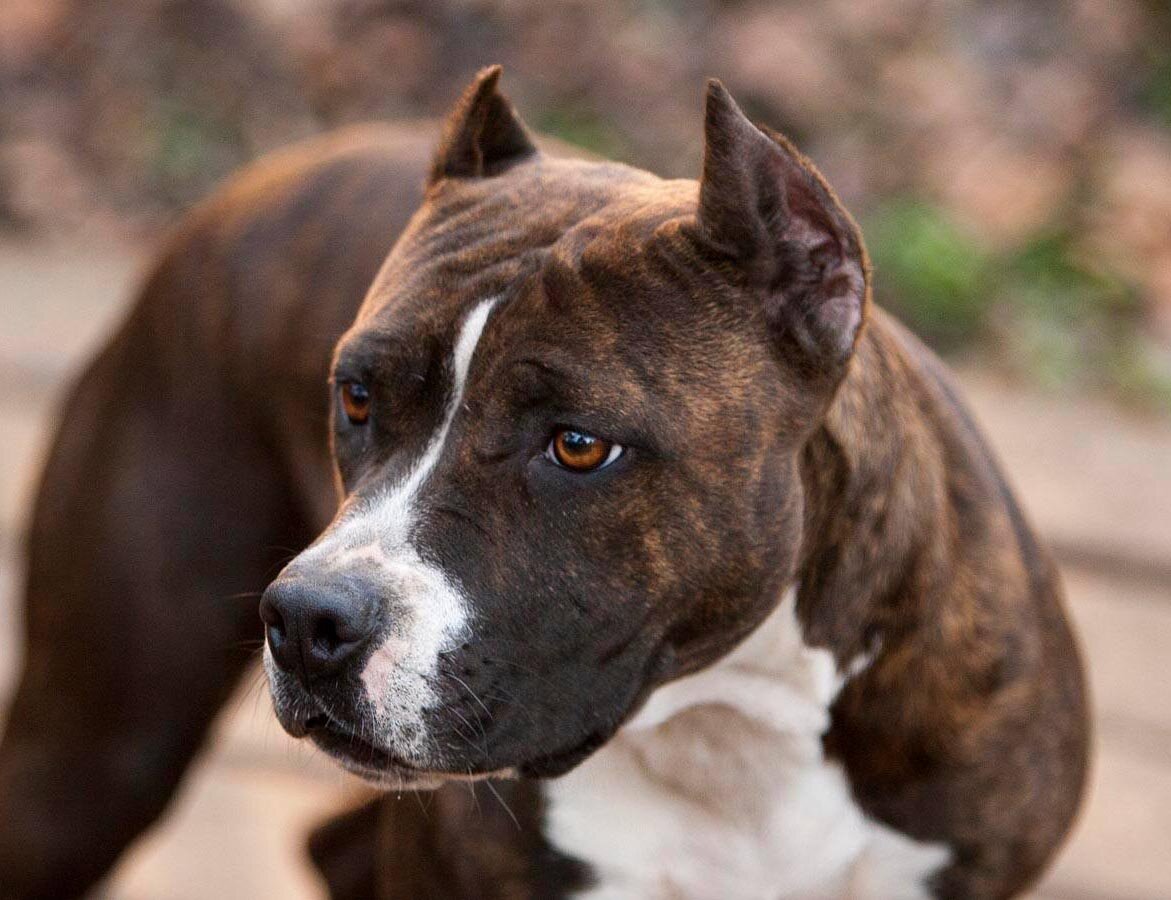 фото: Esoteric AmStaffs | esotericamstaffs.com