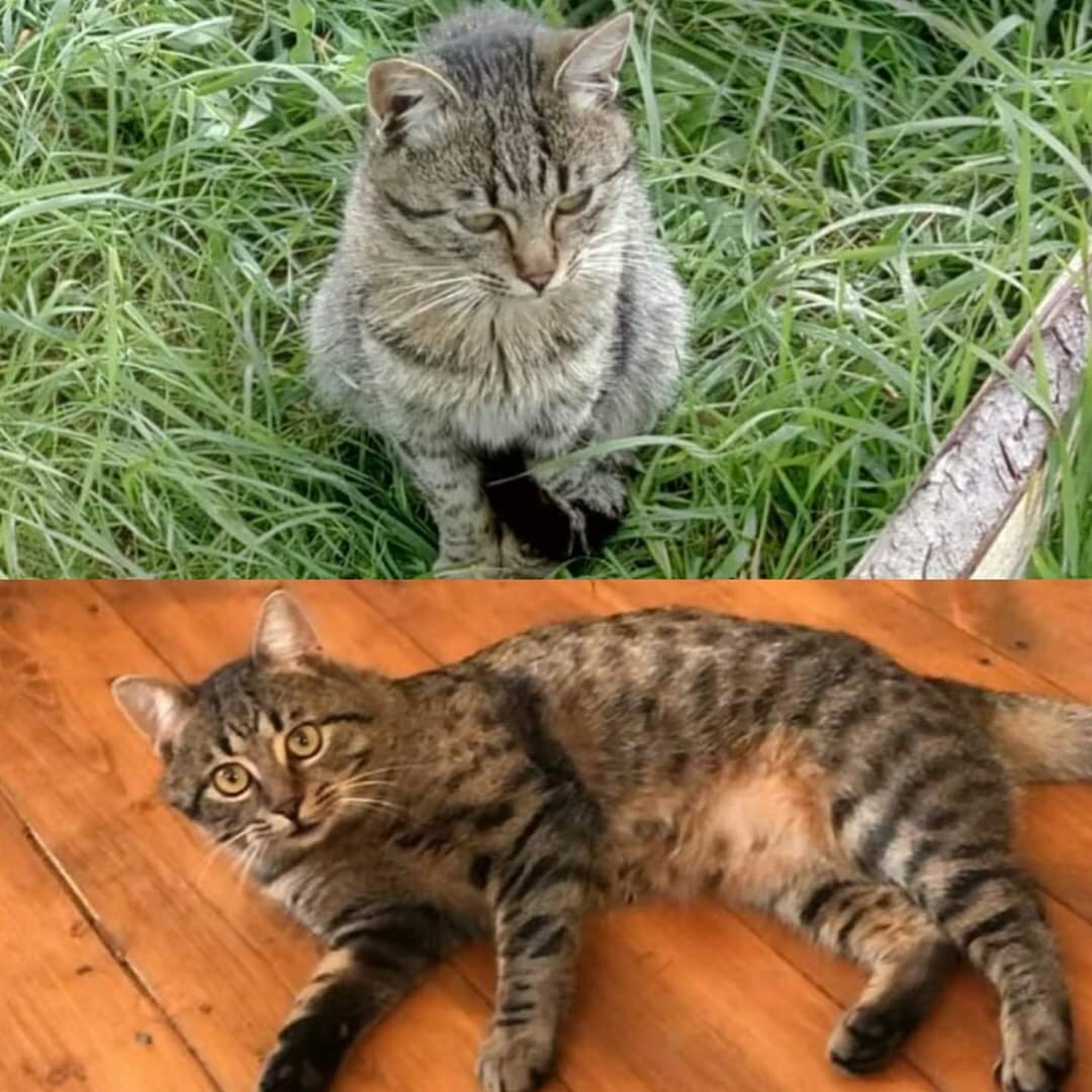 До и после. Кто сказал, что кошкам хорошо жить на улице?