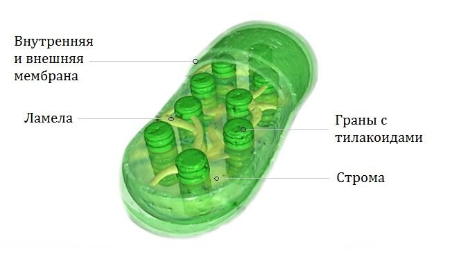 Строение хлоропласта